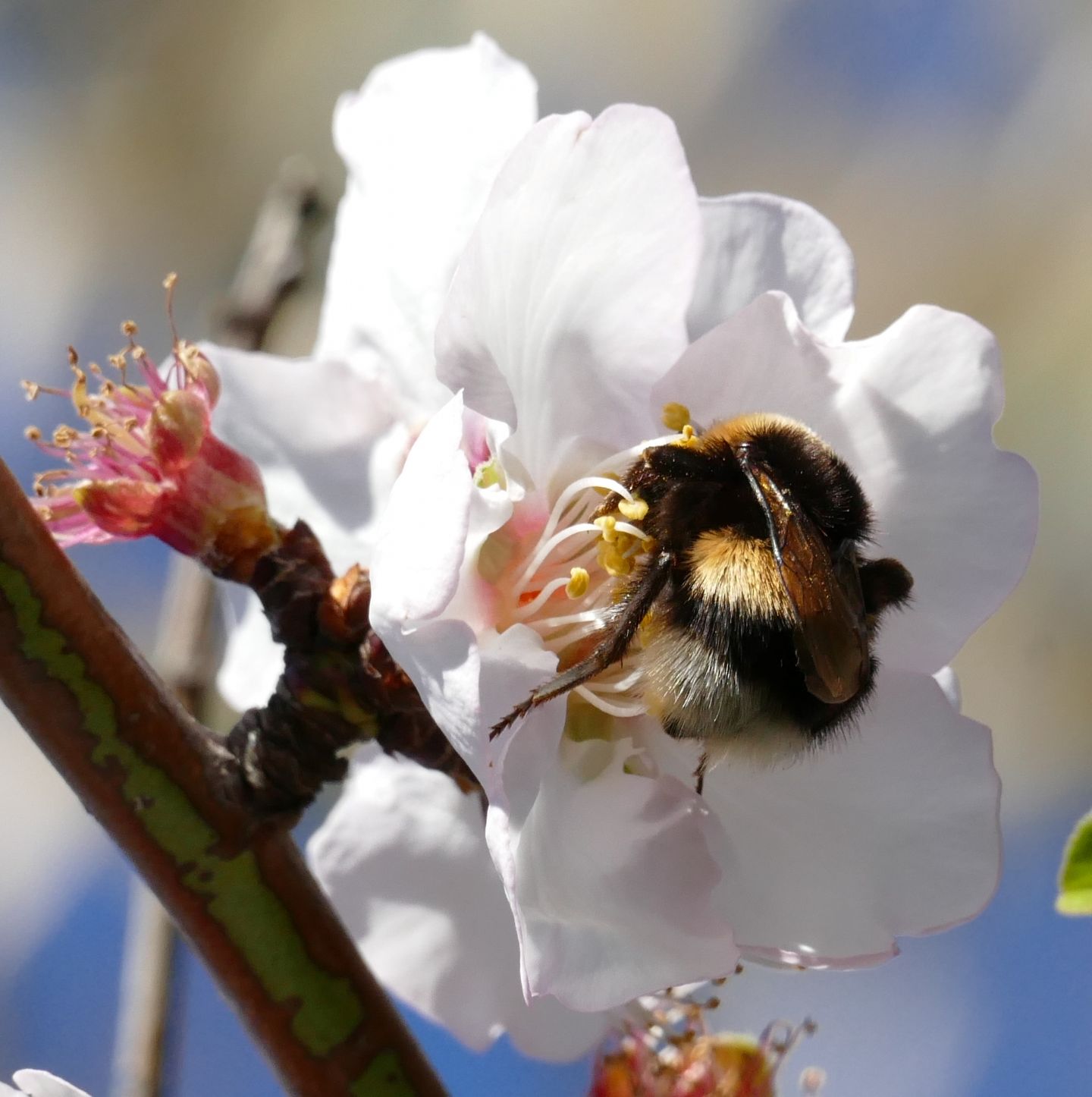 Apidae: Bombus (Bombus) sp.